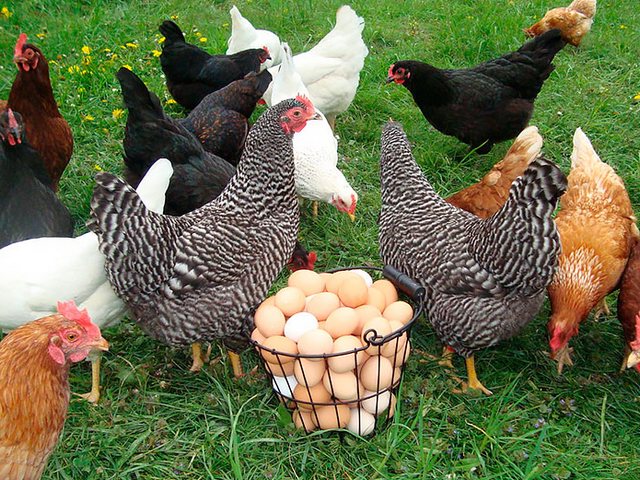 Содержание кур и уход за ними | ЗооТом - продажа, вязка и услуги для животных в Незлобной