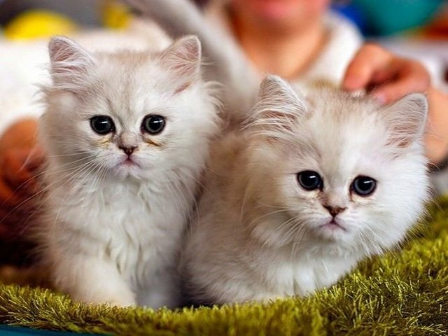 Породы кошек в Незлобной | ЗооТом портал о животных
