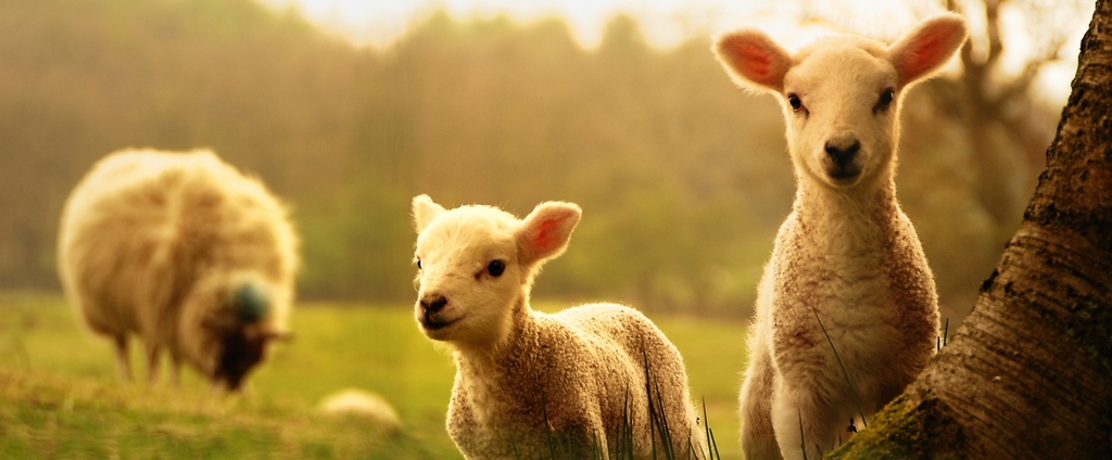 Объявления о сельскохозяйственных животных | ЗооТом - продажа, вязка и услуги для животных в Незлобной