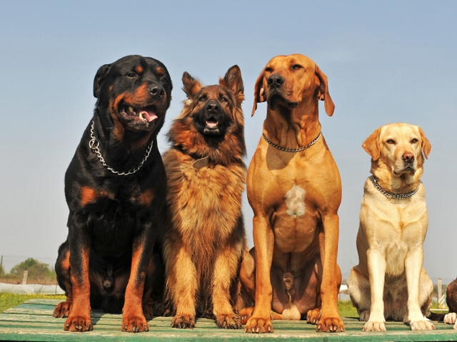 Крупные породы собак в Незлобной | ЗооТом портал о животных